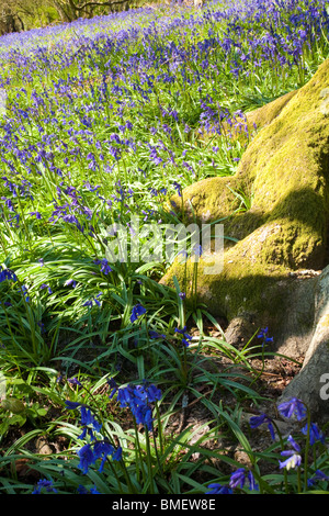 Blaue Glocken in voller Blüte in Riccal Dale, North Yorkshire, England Stockfoto