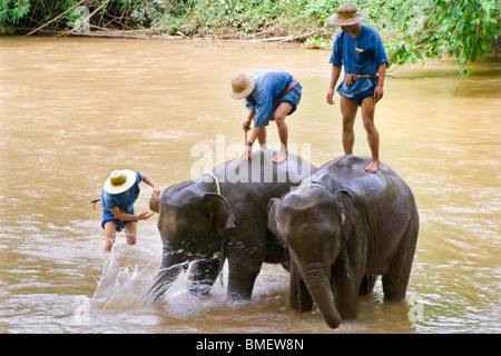 Asiatische oder asiatische Elefanten (Elephas Maximus) in einem Bad an einem Fluss Stockfoto