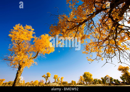 Herrliche Aussicht auf Euphrat-Pappel im Herbst, Yuli Grafschaft, Bayingolin mongolischen autonomen Präfektur, Xinjiang, China Stockfoto