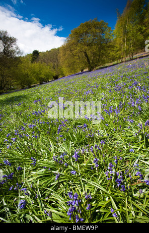 Blaue Glocken in voller Blüte in Riccal Dale, North Yorkshire, England Stockfoto