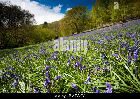 Blaue Glocken in voller Blüte in Riccal Dale, North Yorkshire, England Stockfoto