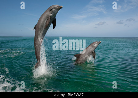 Tümmler, Honduras Stockfoto