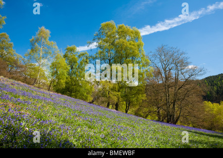 Blaue Glocken in voller Blüte in Riccal Dale, North Yorkshire, England Stockfoto