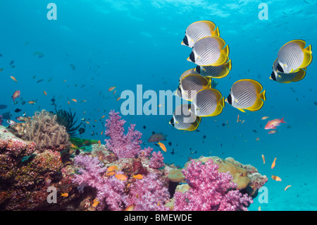 Panda Butterflyfish schwimmen über Weichkorallen am Korallenriff.  Andamanensee, Thailand. Stockfoto