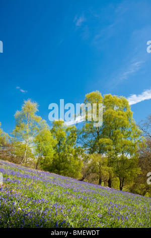 Blaue Glocken in voller Blüte in Riccal Dale, North Yorkshire, England Stockfoto