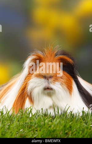 Coronet Guinea Pig, Schildpatt-weiß Stockfoto