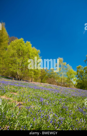 Blaue Glocken in voller Blüte in Riccal Dale, North Yorkshire, England Stockfoto