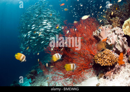 Korallenriff-Landschaft mit Kleins Butterflyfish mit Gorgonien und eine Schule der Bigeye Scad, Misool, West Papua, Indonesien. Stockfoto