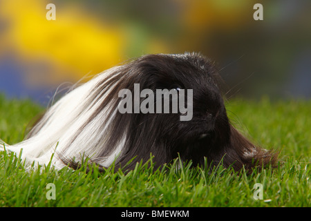 Sheltie Meerschweinchen, schwarz/weiß Stockfoto