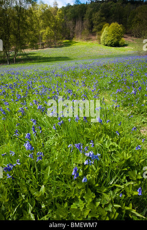 Blaue Glocken in voller Blüte in Riccal Dale, North Yorkshire, England Stockfoto