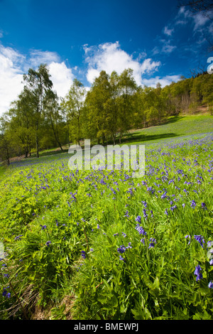 Blaue Glocken in voller Blüte in Riccal Dale, North Yorkshire, England Stockfoto