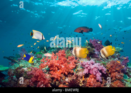 Kleins Butterflyfish schwimmen über Korallenriff mit Weichkorallen.  Andamanensee, Thailand. Stockfoto