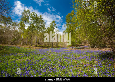 Blaue Glocken in voller Blüte in Riccal Dale, North Yorkshire, England Stockfoto