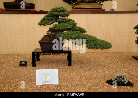 Jährlichen Chelsea Flower Show - preisgekrönten Bonsai in der großen Pavillon 2010 Stockfoto