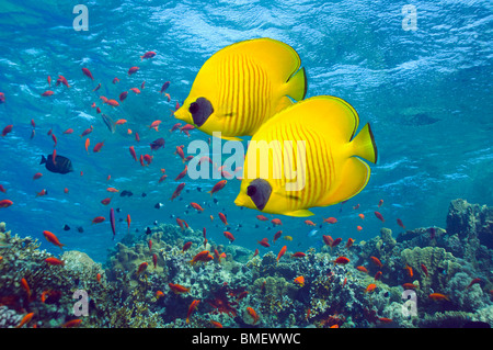 Goldene Butterflyfish mit Lyretail Anthias oder Goldies über Korallenriff.  Ägypten, Rotes Meer. Stockfoto