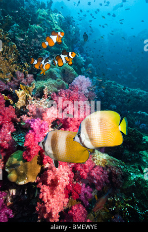 Kleins Butterflyfish schwimmen über Korallenriff mit Weichkorallen und Clown Anemonenfischen.  Andamanensee, Thailand. Stockfoto
