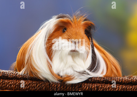 Coronet Guinea Pig, Schildpatt-weiß Stockfoto