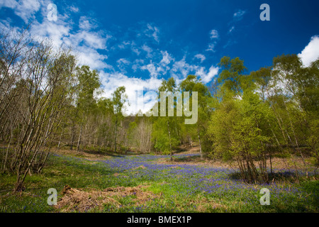 Blaue Glocken in voller Blüte in Riccal Dale, North Yorkshire, England Stockfoto