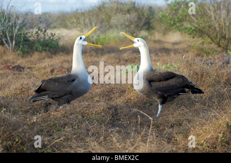 Winkte Albatross Vögel.  Paar am Nest in rituellen Balz gesehen.  Espanola Insel, Galapagos-Inseln, Pazifik. Stockfoto