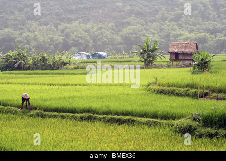 Reisfeld und hölzernen Stelzen-Haus im Mai Chau Tal, Vietnam Stockfoto