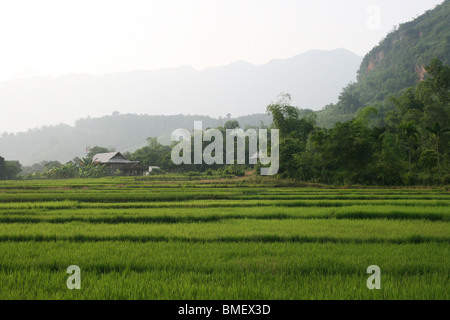 Reisfeld und hölzernen Stelzen-Haus im Mai Chau Tal, Vietnam Stockfoto