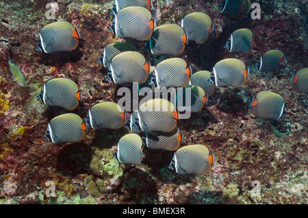 Rotschwanzboa oder Halsband Butterflyfish.  Andamanensee, Thailand. Stockfoto