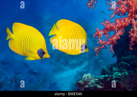 Goldene Butterflyfish mit Weichkorallen am Riff.  Ägypten, Rotes Meer. Stockfoto