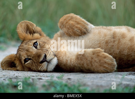 Löwenjunges, Queen Elizabeth Park, Uganda Stockfoto