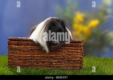 Sheltie Meerschweinchen, schwarz/weiß Stockfoto