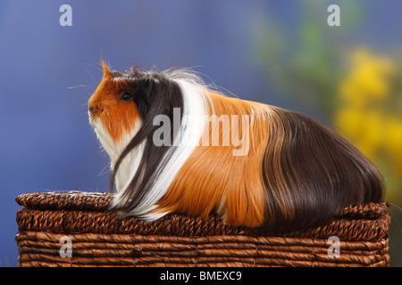 Coronet Meerschweinchen, Schildpatt-Weiß / Seite Stockfoto