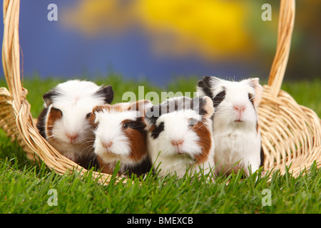 Coronet Meerschweinchen, Schildpatt-weiß, youngs Stockfoto