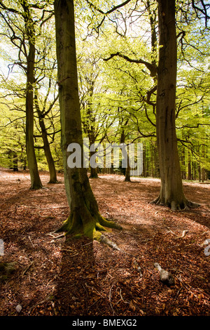 Ost-Moor-Wald nahe Helmsley, North Yorkshire, England Stockfoto