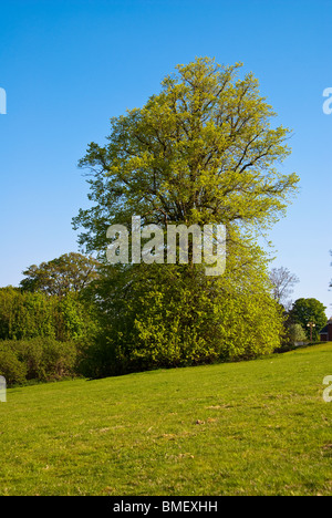 Kleinen großblättrige Linde Stockfoto