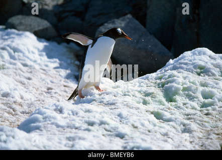 Gentoo Penguin, Wiencke-Insel, Antarktis Stockfoto