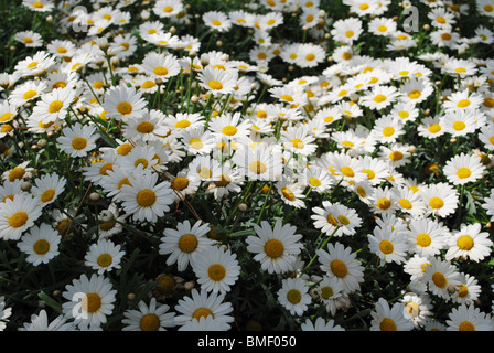 Gänseblümchen im Blumenbeet, Italien Stockfoto