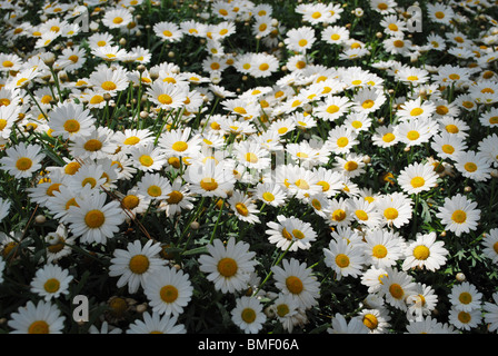 Gänseblümchen in ein Blumenbeet in Venedig, Italien Stockfoto