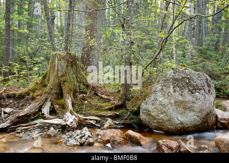 Faulenden Baumstumpf im Wald von Lincoln, New Hampshire, USA. Stockfoto