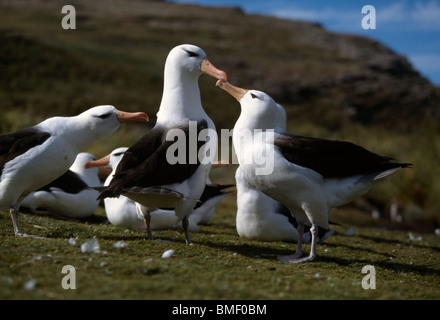 Black-browed Albatross, West Point Insel, Falkland Stockfoto