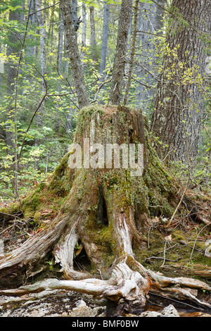 Faulenden Baumstumpf im Wald von Lincoln, New Hampshire, USA. Stockfoto