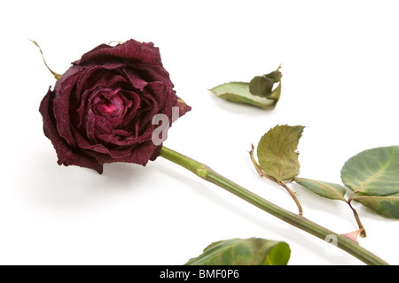rot tot Roseé Konzept der verlorenen Liebe Stockfoto
