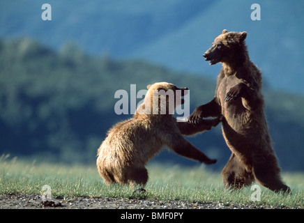 Junge Braunbären Spiel-kämpfen, Katmai Nationalpark, Alaska Stockfoto