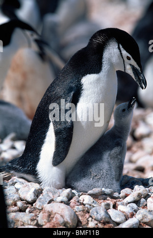 Kinnriemen Pinguin mit Küken, Cooper Bay, Süd-Georgien Stockfoto