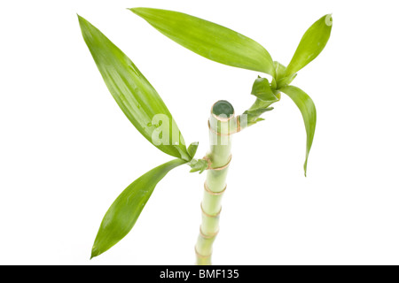 Lucky Bamboo mit weißem Hintergrund Stockfoto