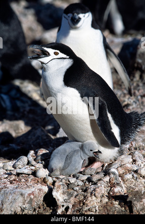 Kinnriemen Pinguin mit Küken im Nest, Cooper Bay, Süd-Georgien Stockfoto