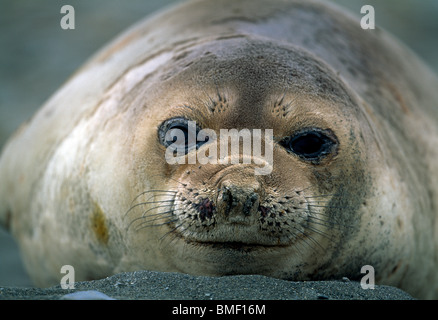 Junge See-Elefanten, Fortuna Bay, Süd-Georgien Stockfoto