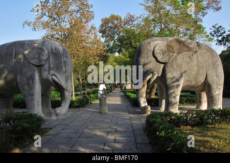 Statuen von steinernen Elefanten, Heiligen Weg, Ming Xiaoling Mausoleum, Nanjing City, Jiangsu Province, China Stockfoto