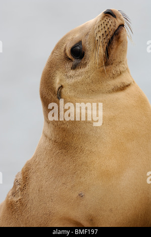 Foto closeup Profil von einem jugendlichen California sea lion, deren Fell ist eine goldene Farbe, Moss Landing, Kalifornien, Mai 2010. Stockfoto