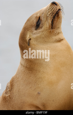 Foto closeup Profil von einem jugendlichen California sea lion, deren Fell ist eine goldene Farbe, Moss Landing, Kalifornien, Mai 2010. Stockfoto