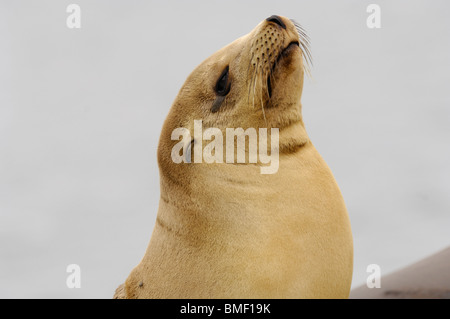 Foto closeup Profil von einem jugendlichen California sea lion, deren Fell ist eine goldene Farbe, Moss Landing, Kalifornien, Mai 2010. Stockfoto