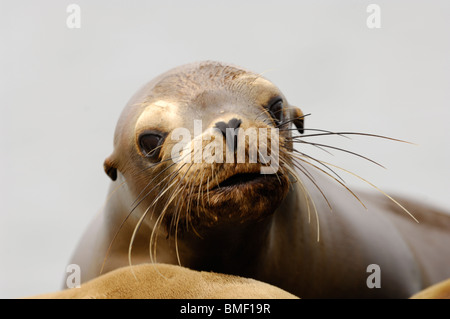 Foto Profil Nahaufnahme von einem jugendlichen California sea lion, Moss Landing, Kalifornien, Mai 2010. Stockfoto